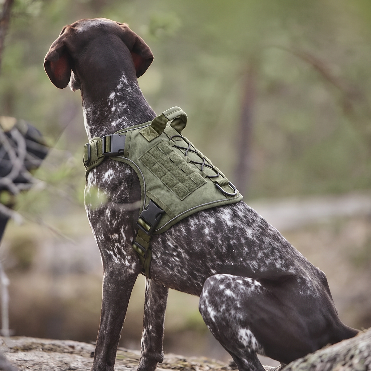 Dog wearing the FELL Form Harness