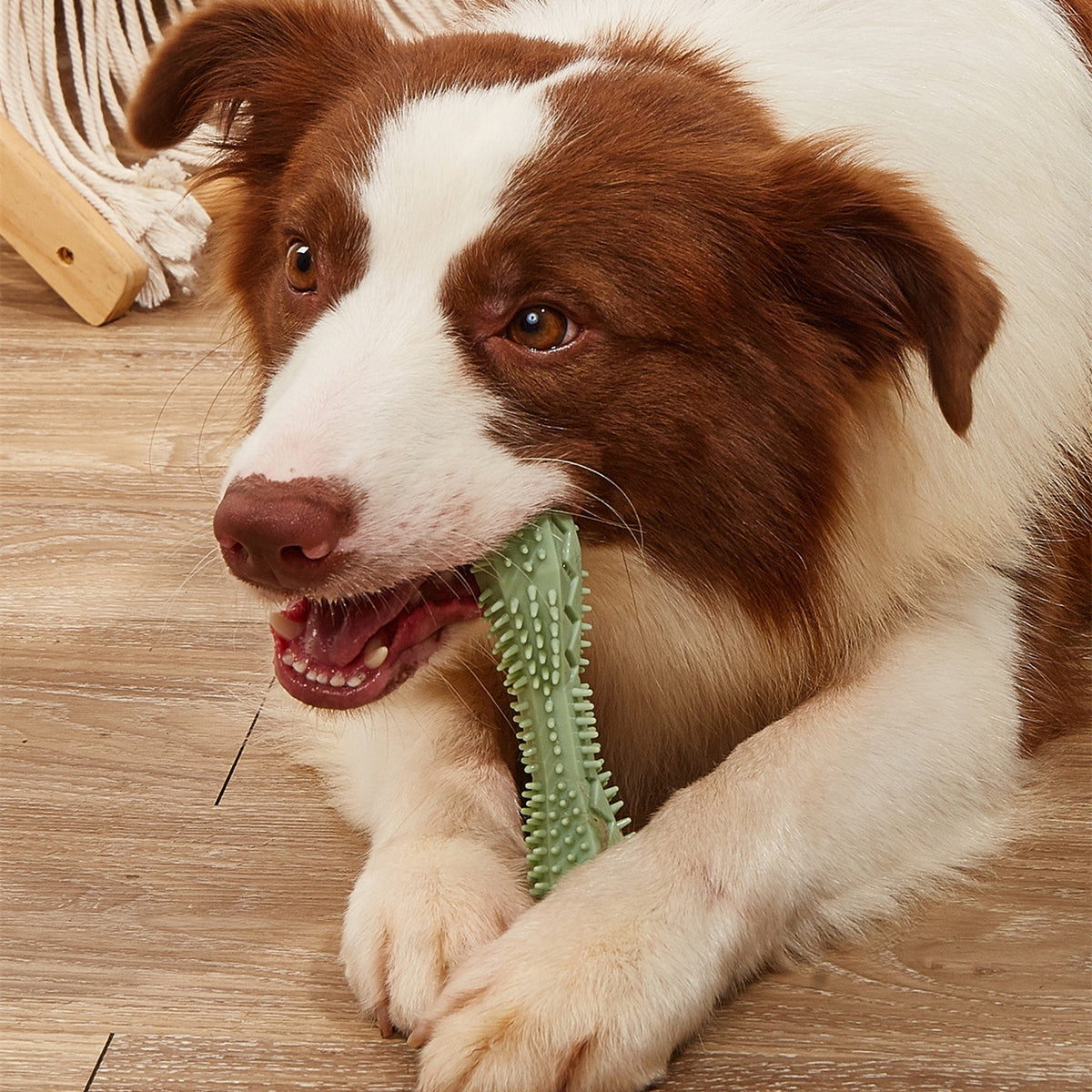 Form Dental Chew, product detail