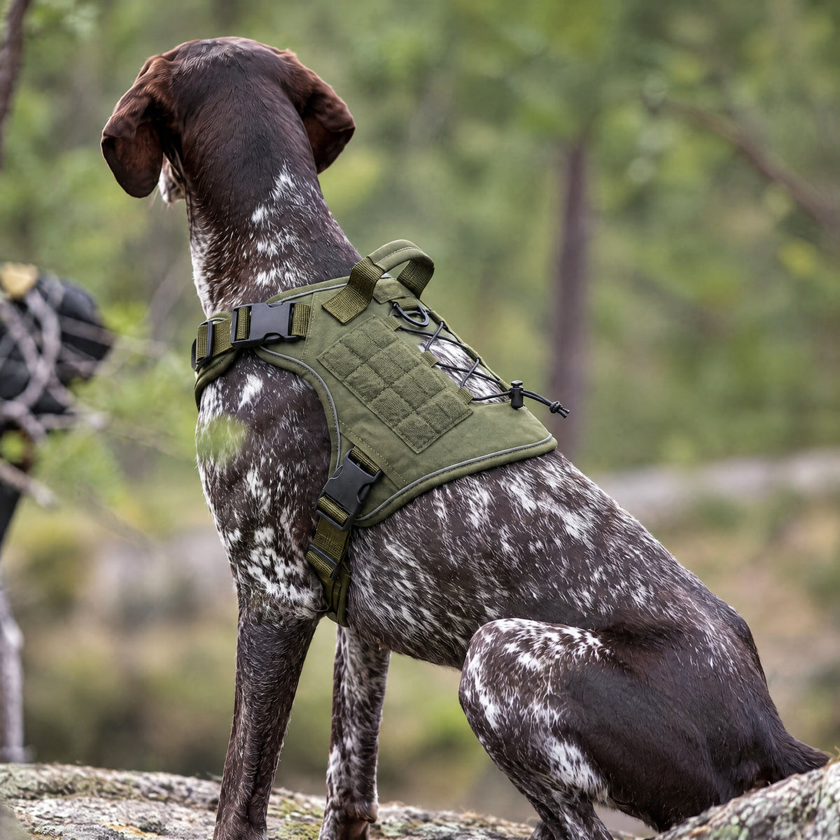 Form Harness — Pennine Sage