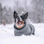 Form Winter Coat on a dog