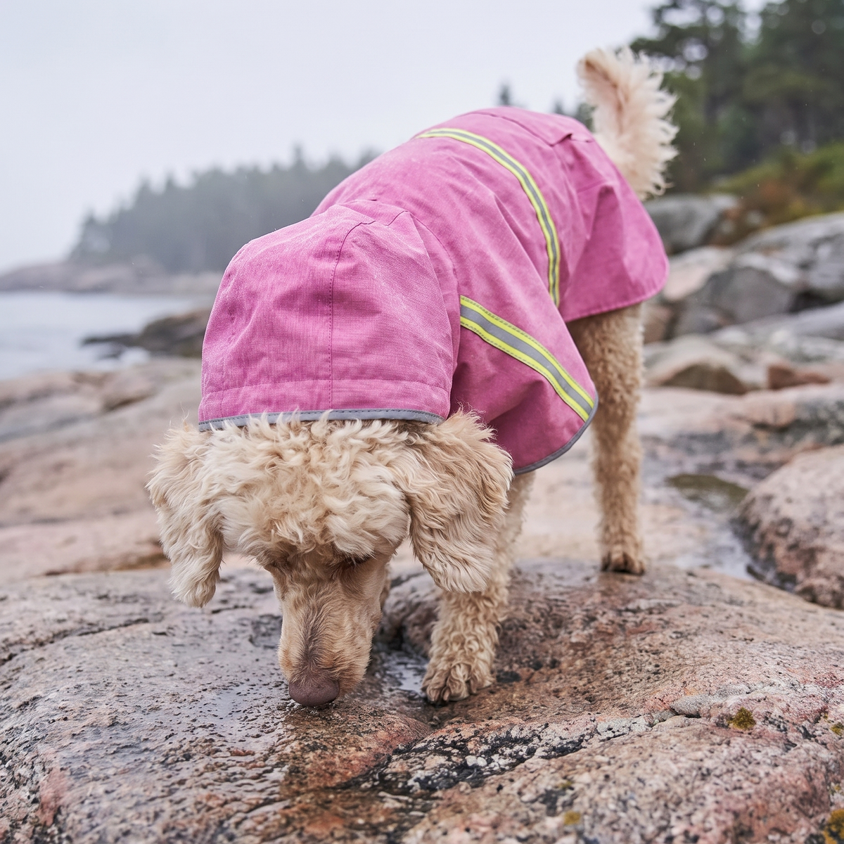 Dog wearing the Form Storm Coat on a rainy walk