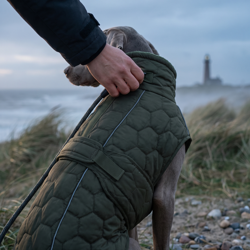 Form Winter Coat on a dog