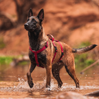 Simple Pull Harness, product photo