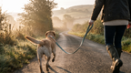 Form Collar & Lead Set — walking on a misty lane