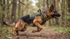 Form Harness — in motion on the trail